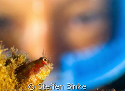 Blennie & Diver by Steffen Binke 